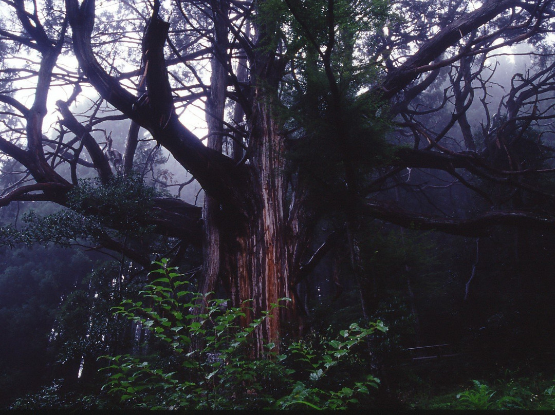 Okubo no Hinoki-椎叶村必去景点