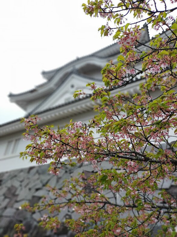 Otaki Castle Museum景点图片