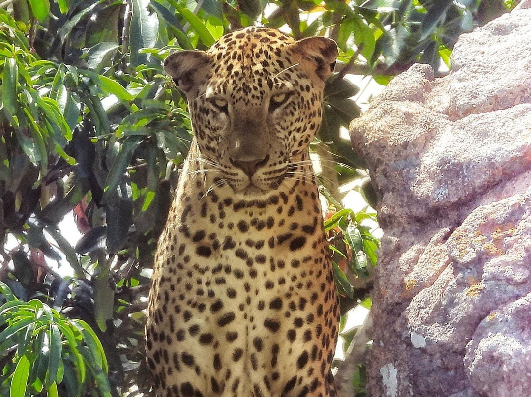 Oriole Taxi & Tours-蒂瑟默哈拉默必去景点