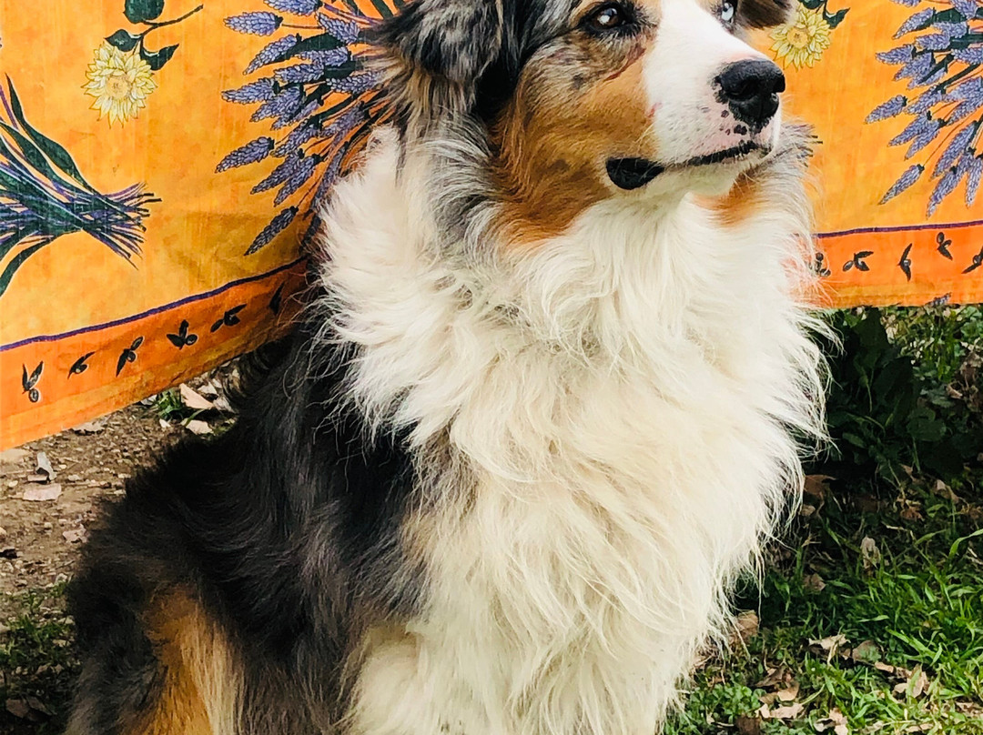 Camargue Decouverte-艾格莫尔特必去景点