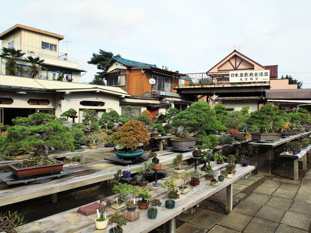 Omiya Bonsai Village景点图片