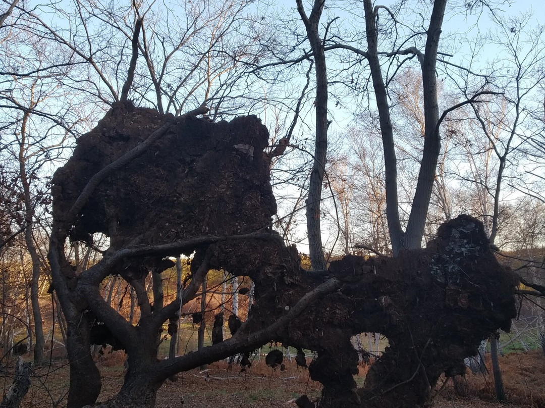 Monumento Naturale Caldara di Manziana-Manziana必去景点