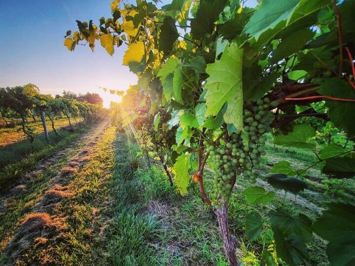 Winneshiek Wildberry Winery景点图片