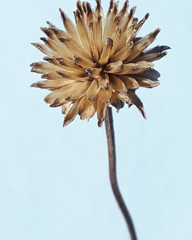 Living Prairie Museum景点图片