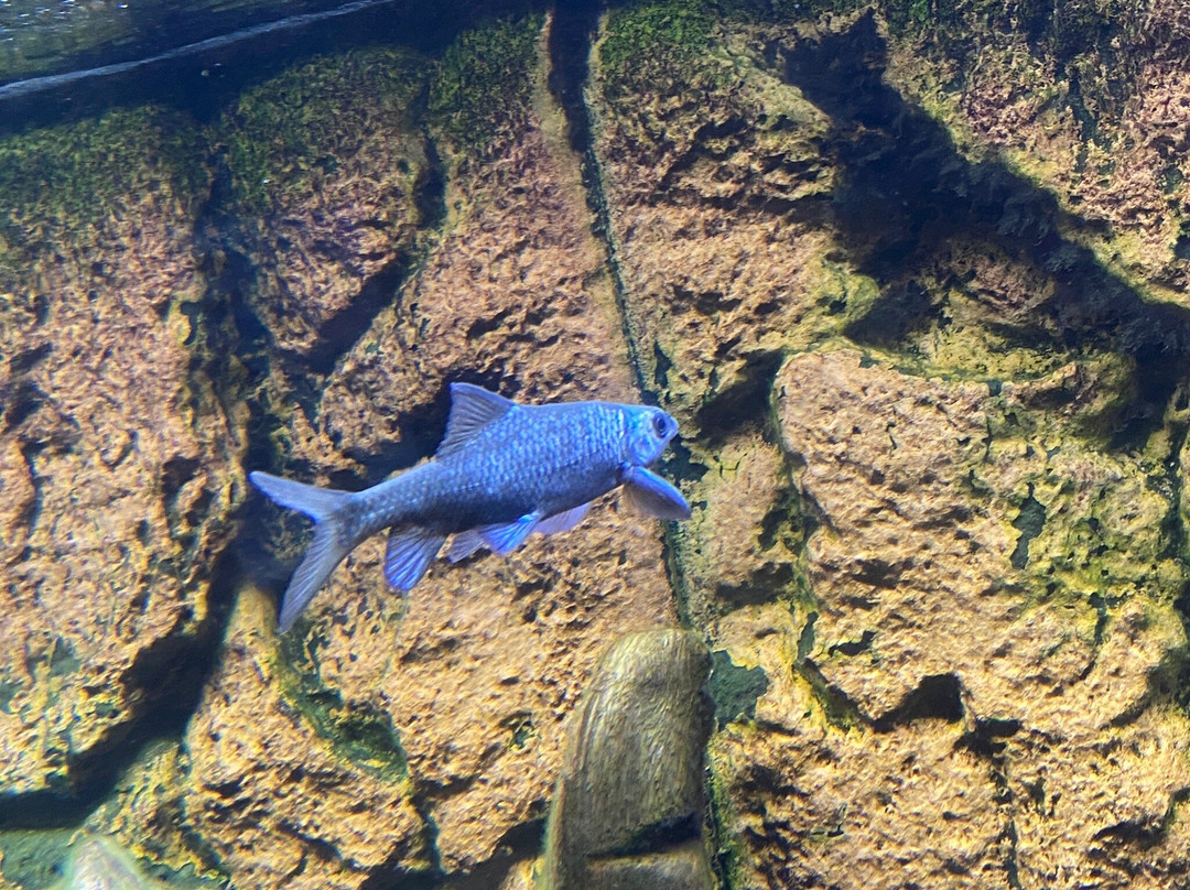 Al Hafiya Mountain Conservation Center