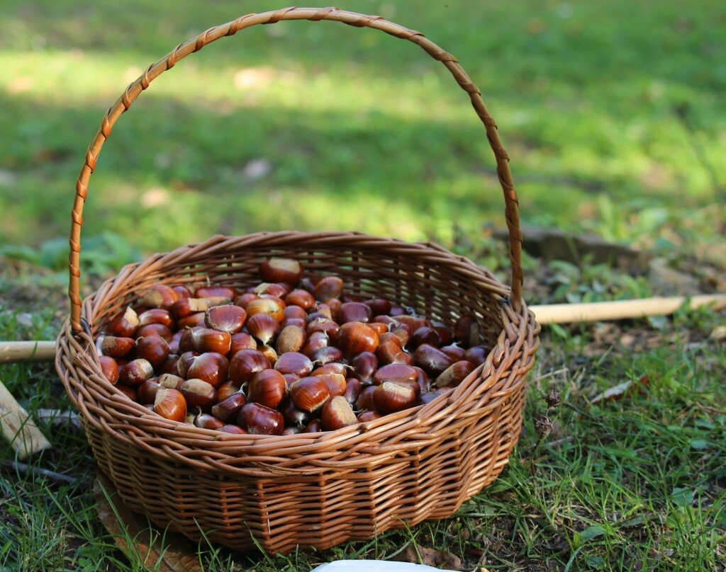 Raccolta Marroni presso Az. Agr. Maneggio Casetta-Marradi必去景点