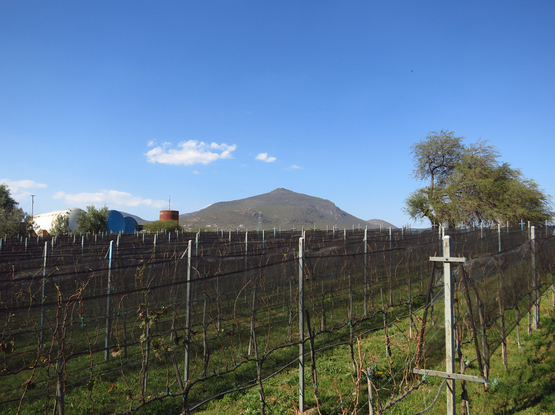 Vinedos Donato-克雷塔罗必去景点