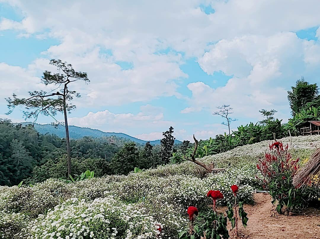Chrysanthemum flower-沙蒙必去景点