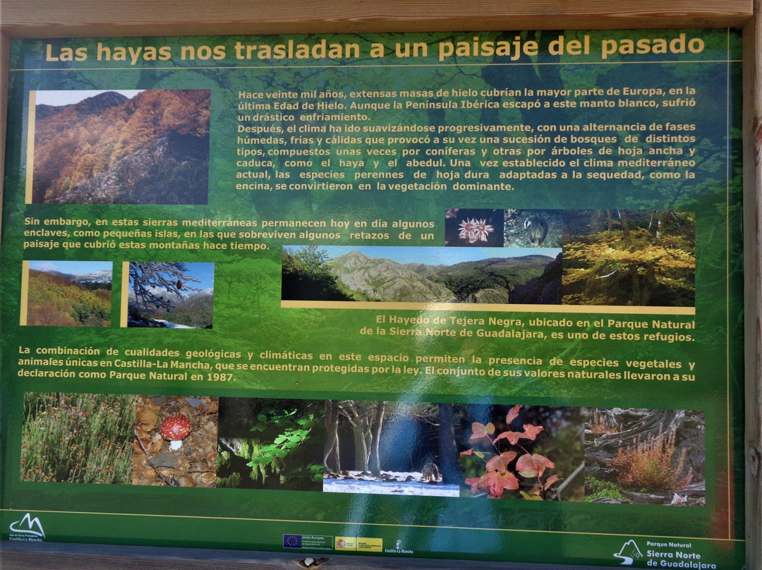 Parque Natural Hayedo de Tejera Negra景点图片