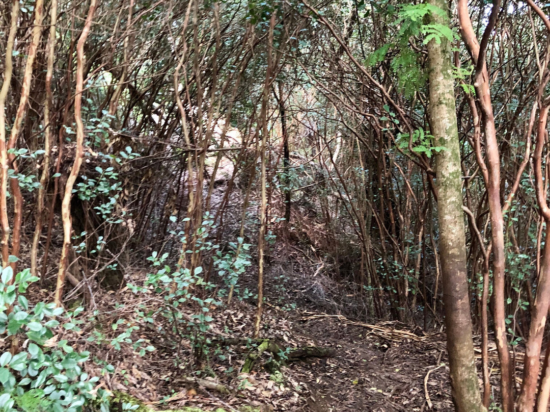 Okolehao Trail-哈纳雷伊必去景点