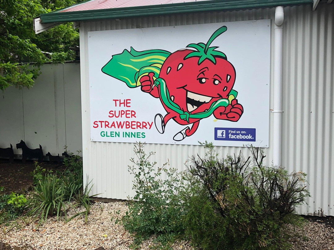 The Super Strawberry景点图片