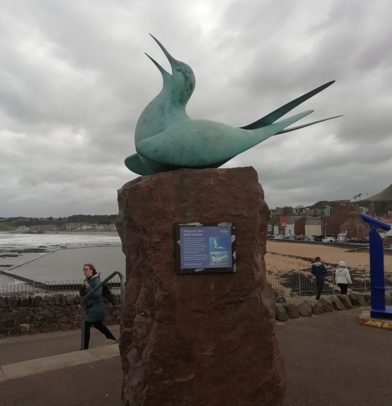 Arctic Tern Statue-北柏威克必去景点