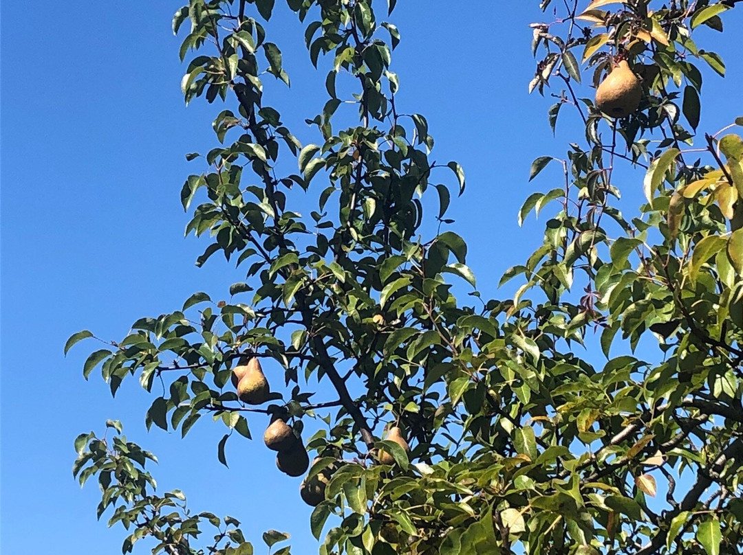 Twin Star Orchards-新帕尔茨必去景点