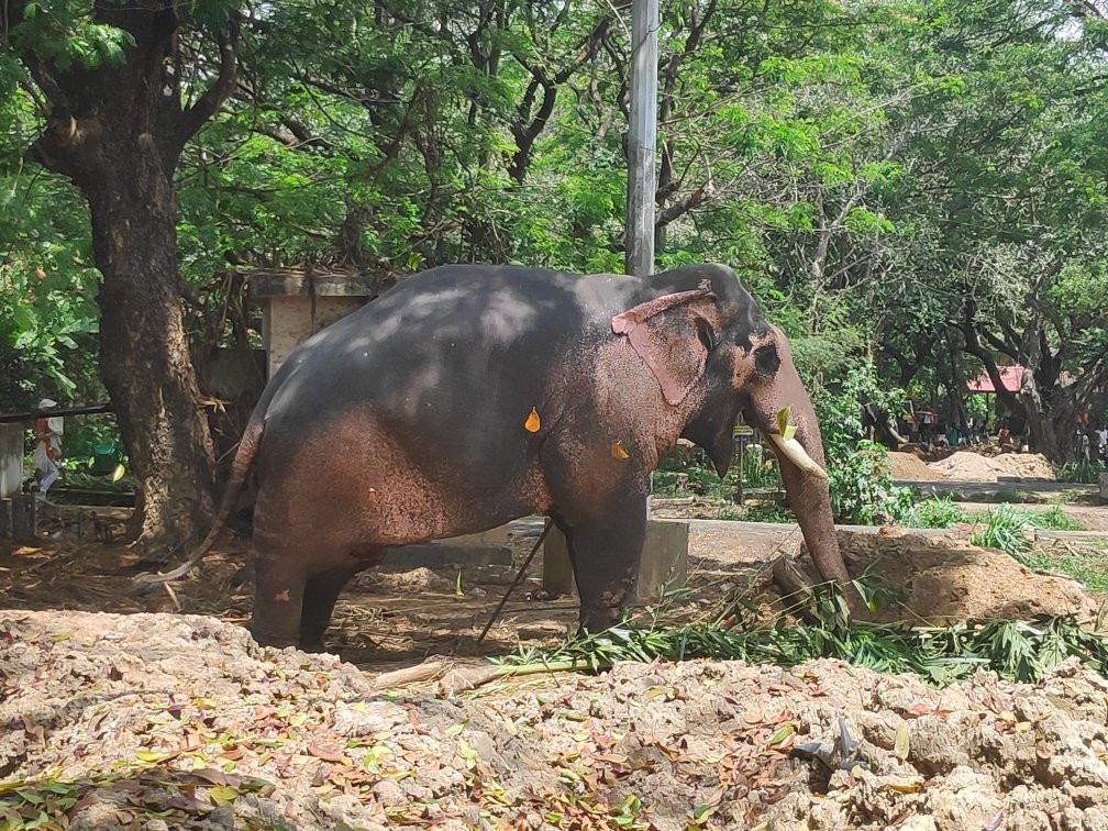 Elephant Camp Sanctuary景点图片