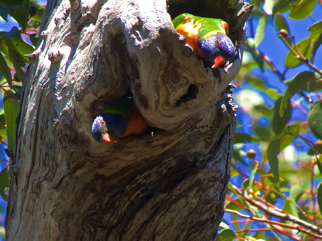 Wireless Hill Park-Ardross必去景点