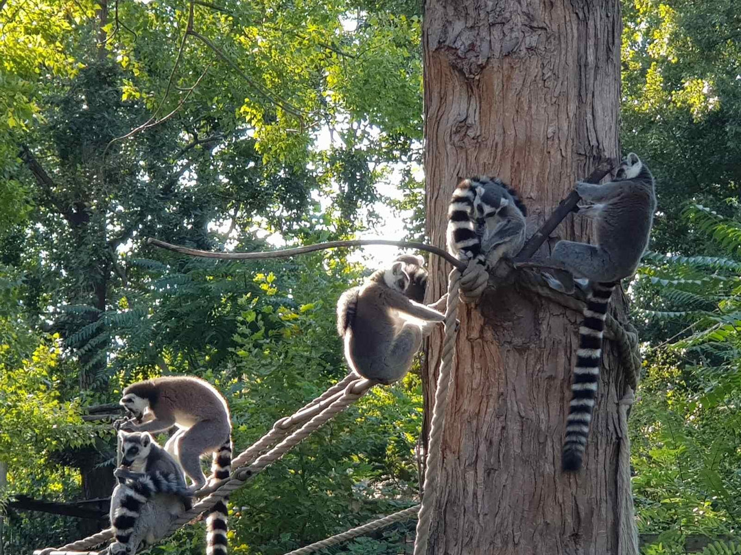 Zoo Gyor景点图片