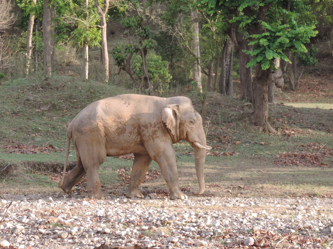 Rajaji National Park/Tiger Reserve Safari景点图片