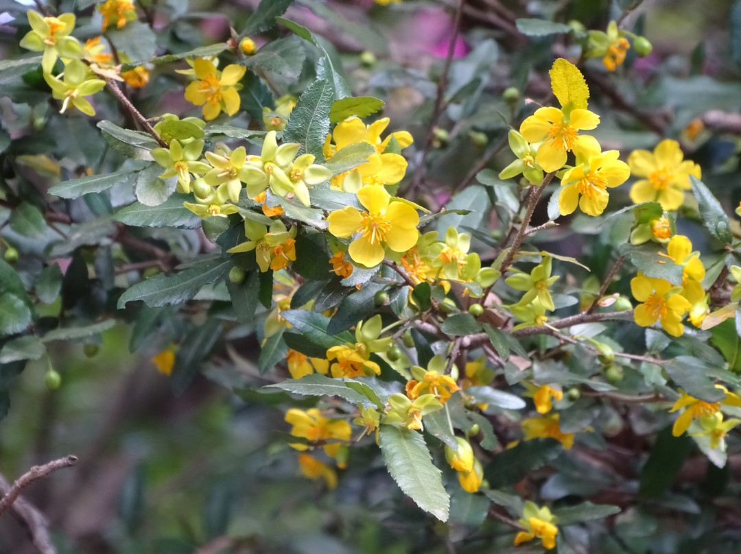 Queen Elizabeth Park-彼得马里茨堡必去景点