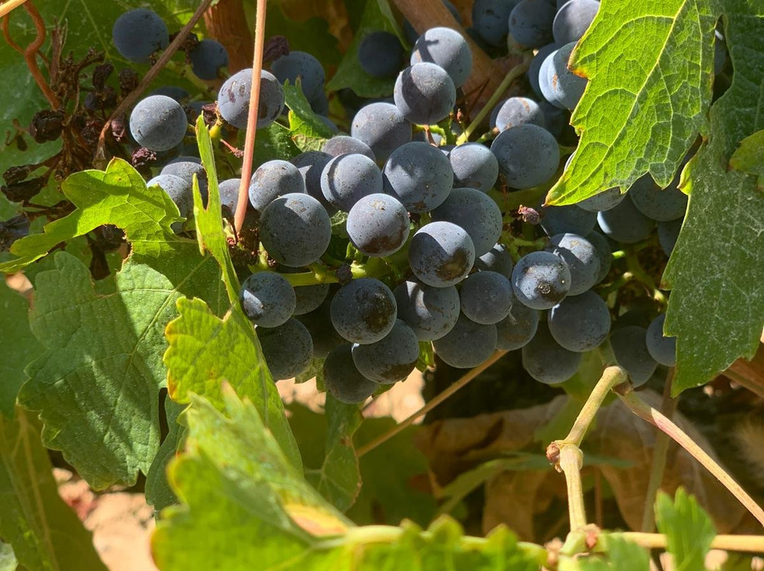 Bodega J. Miquel Jane-Font-Rubi必去景点
