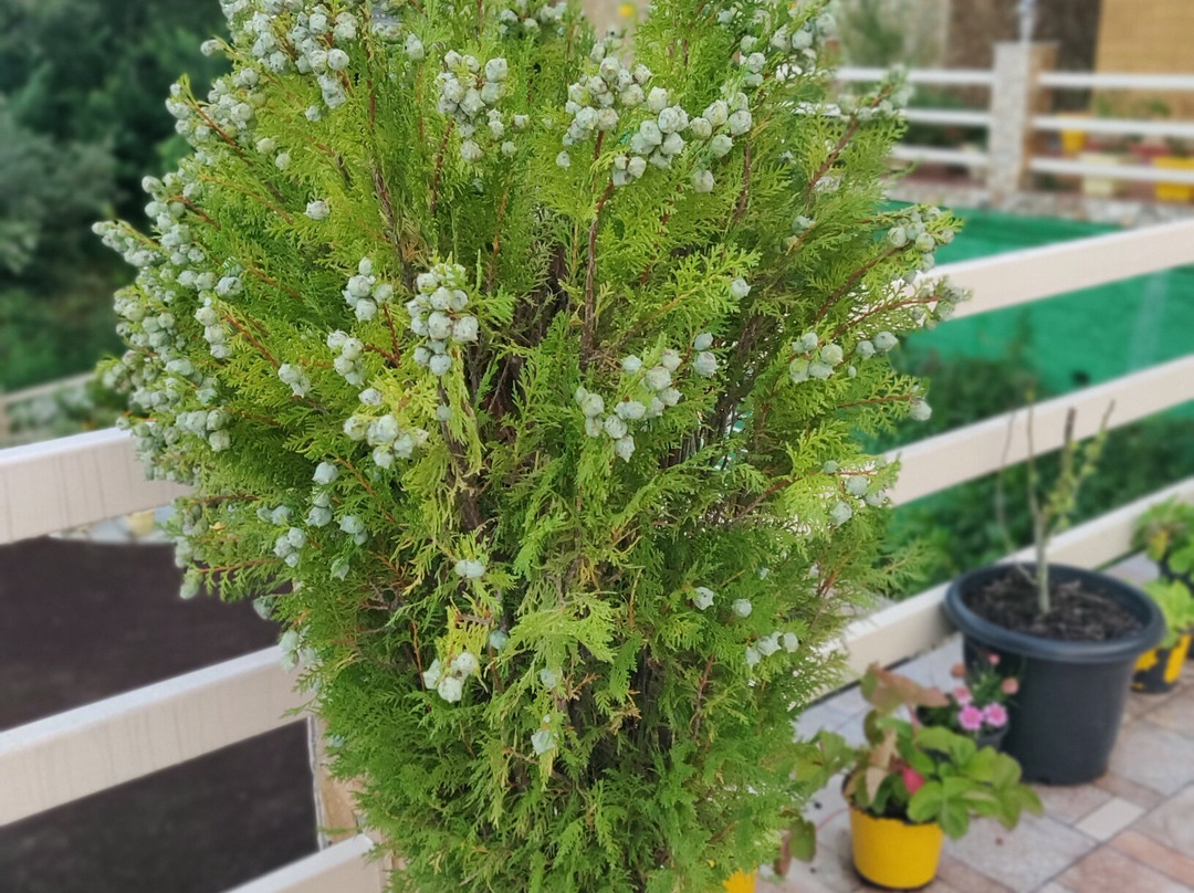 The Golden Peak Hotel主图