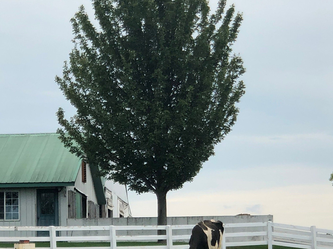 Country Dairy景点图片