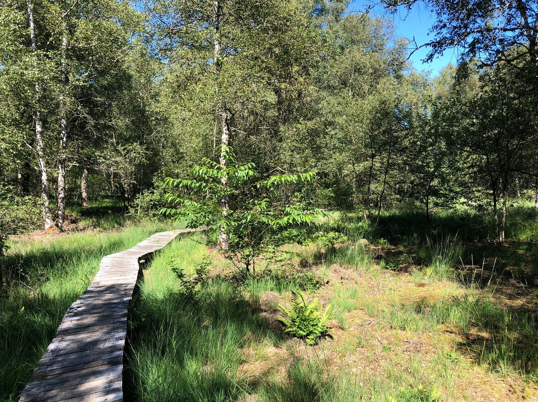 Hoogstede旅游攻略图片