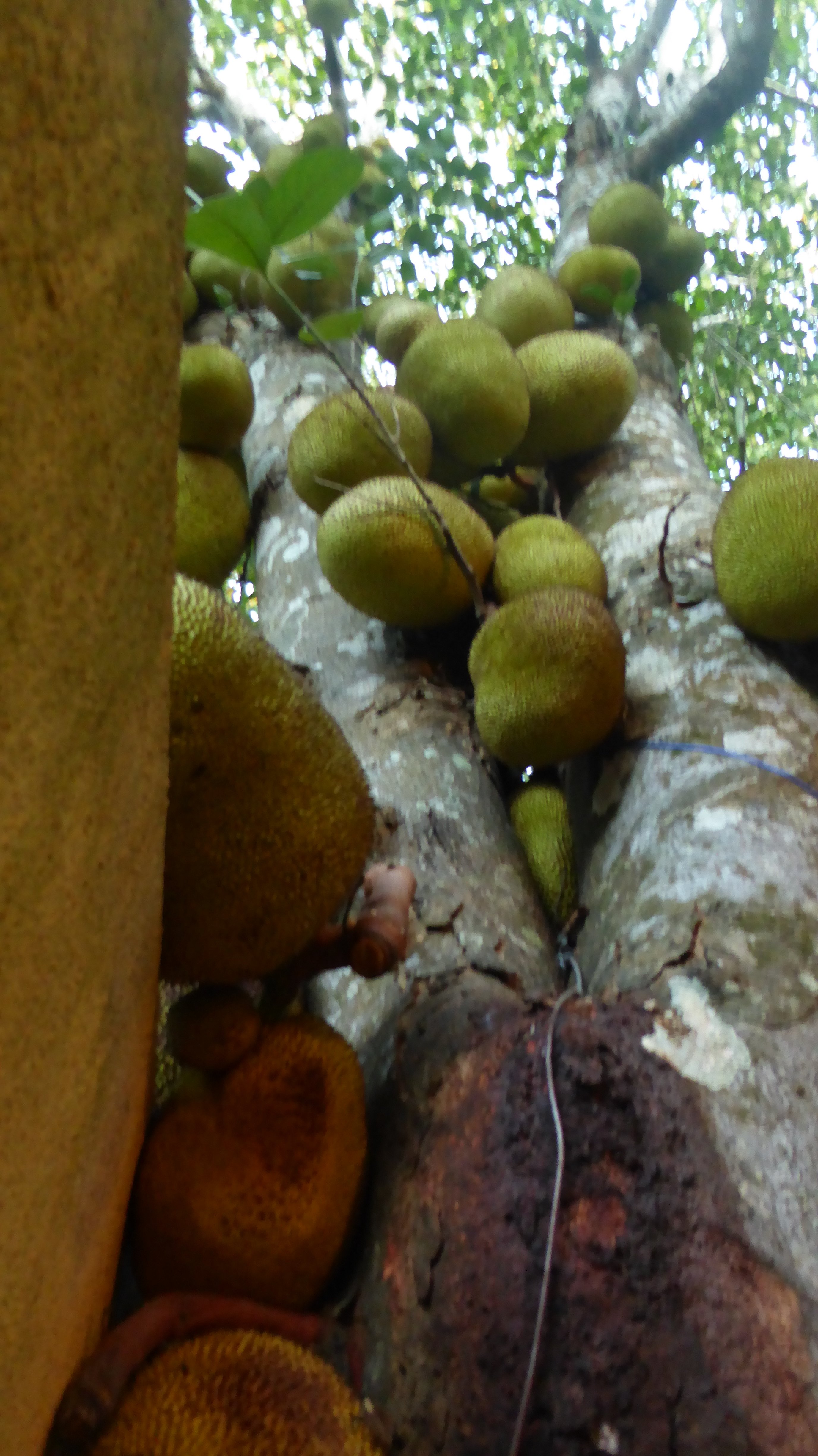 The Orchard Habarana-餐饮