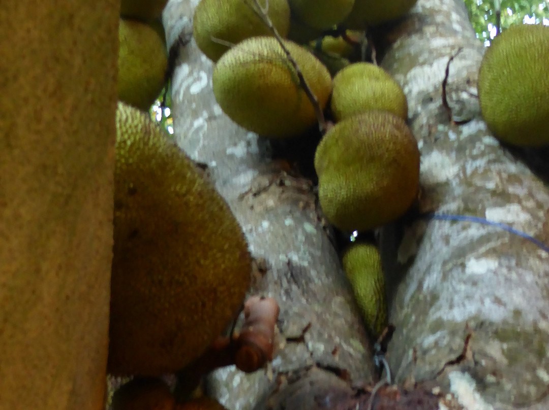 The Orchard Habarana主图