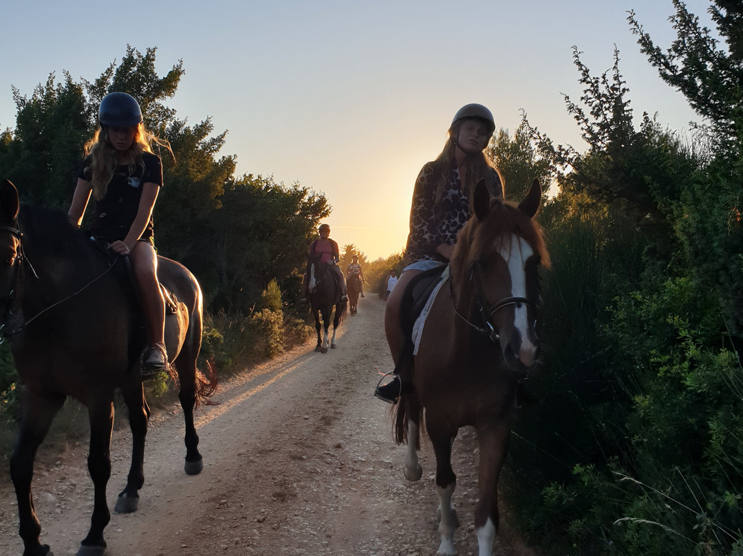 Horseback Riding Zadar- Konjicki klub Zadar景点图片