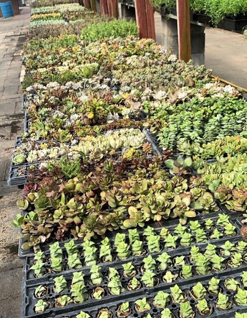 Glick's. Greenhouse-Oley必去景点