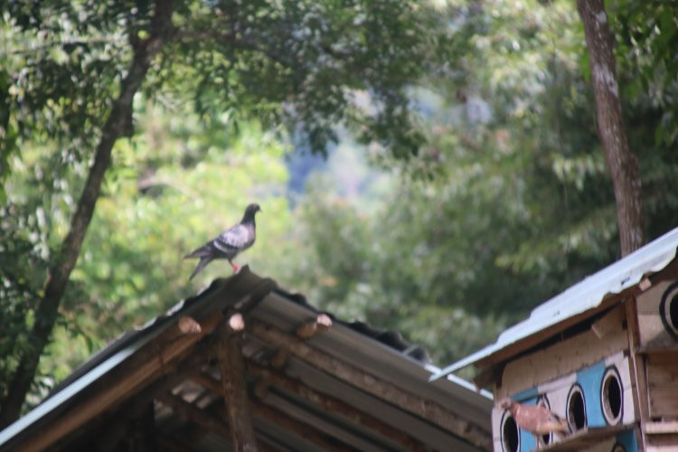 Chu Mom Ray National Park-昆嵩必去景点