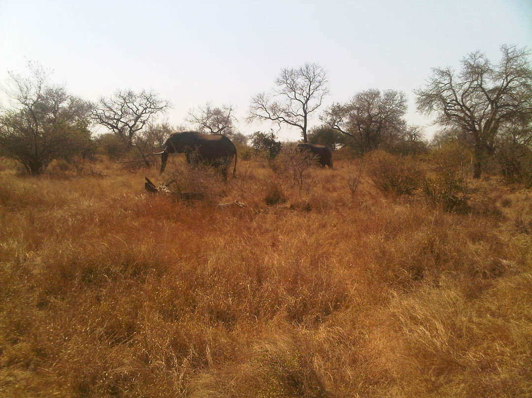 Game drives at Phalaborwa Gate in Kruger National Park-克鲁格国家公园必去景点