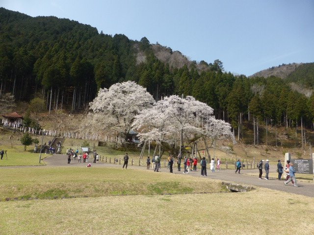 Usuzumi Park-本巢市必去景点