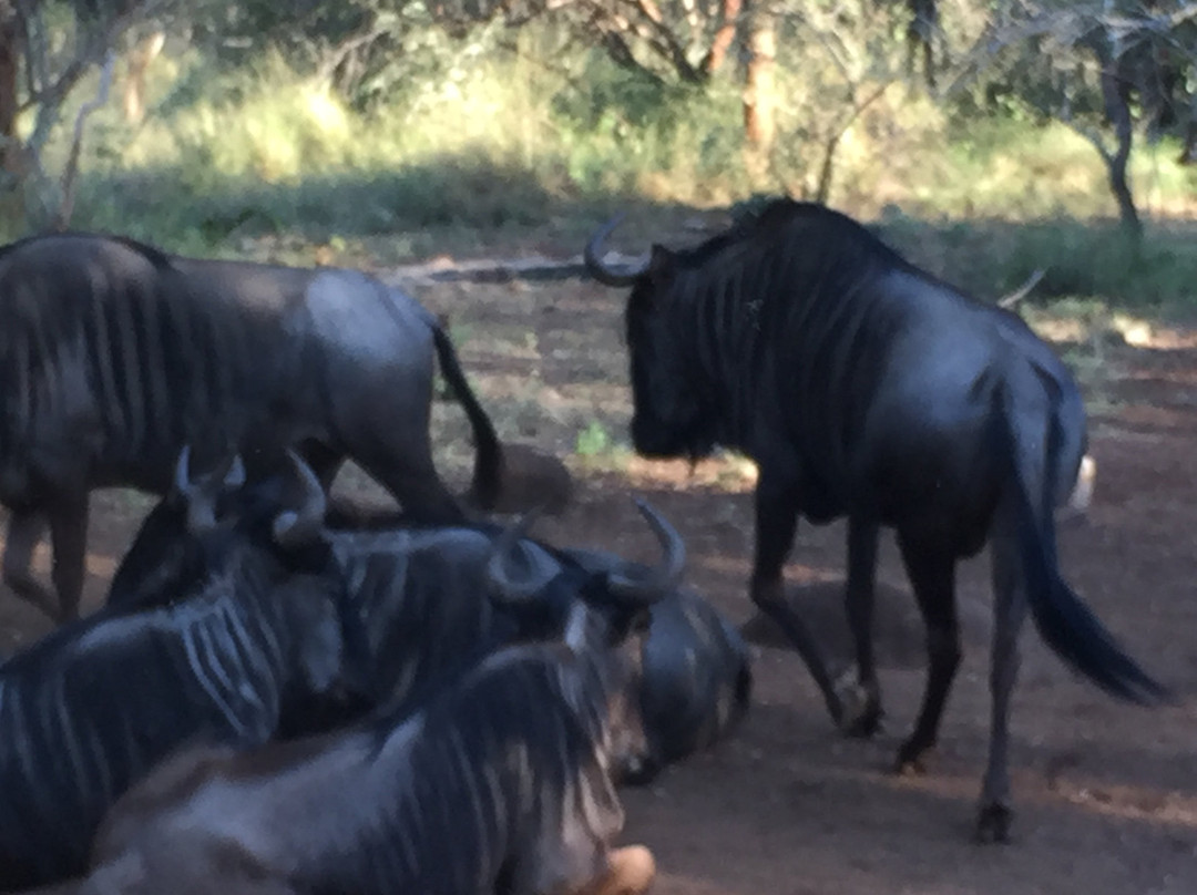 Flight of the Eagle Safaris & Tours-三图里恩必去景点