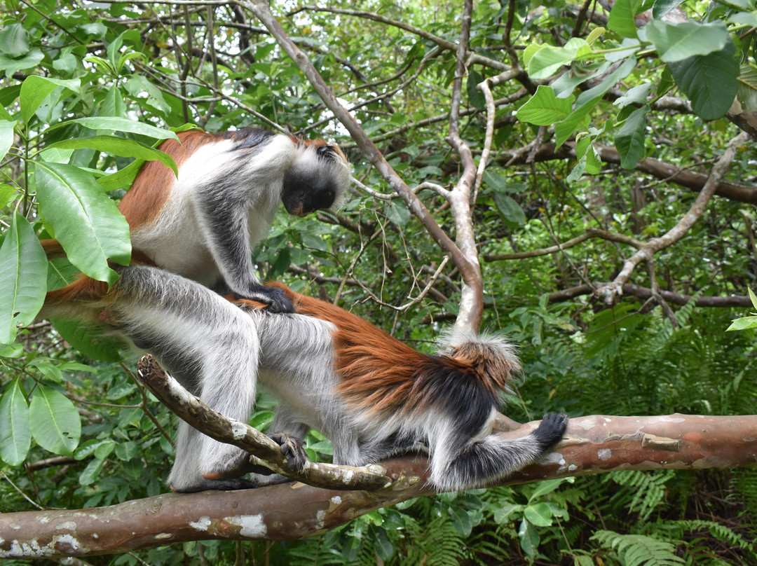 Tripsbetter  Travel-桑给巴尔岛必去景点