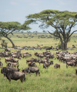 Migration at Serengeti National Park景点门票图片