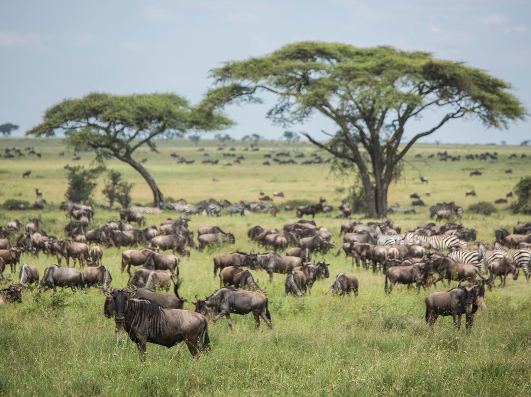 Migration at Serengeti National Park景点图片