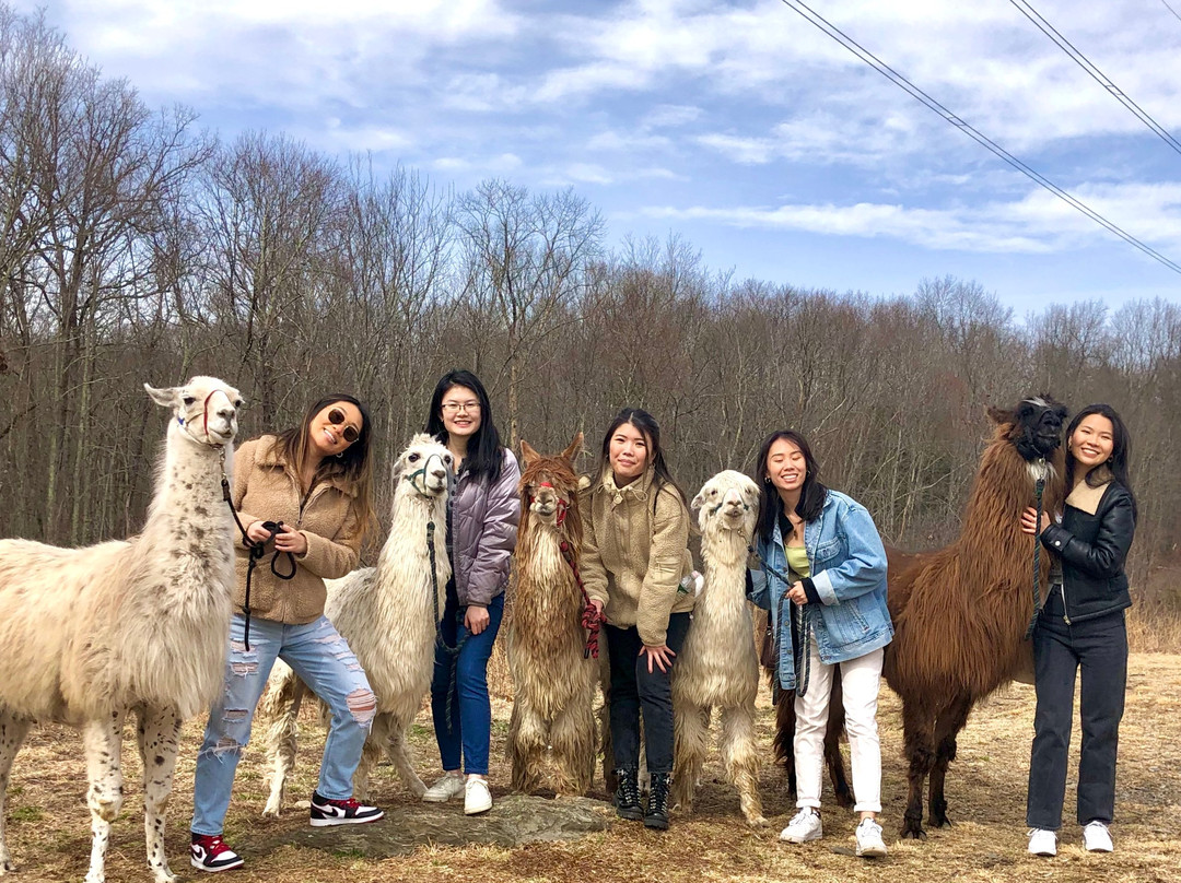 Clover Brooke Farm Llama Alpaca Hikes-海德公园必去景点