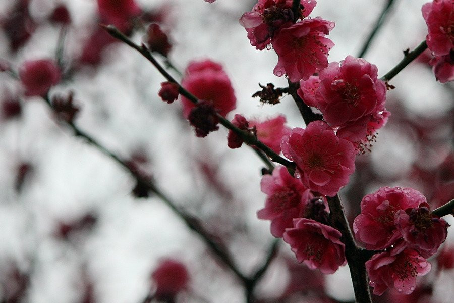 Maegokdong Tammae Village