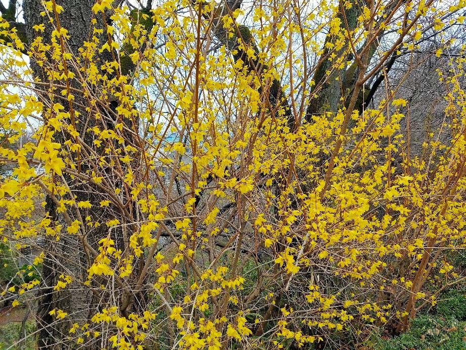 Saitama Prefecture Flowers and Green Promotion Center-川口市必去景点