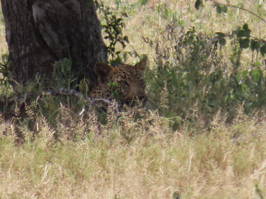 Mfafa Safaris-白河必去景点
