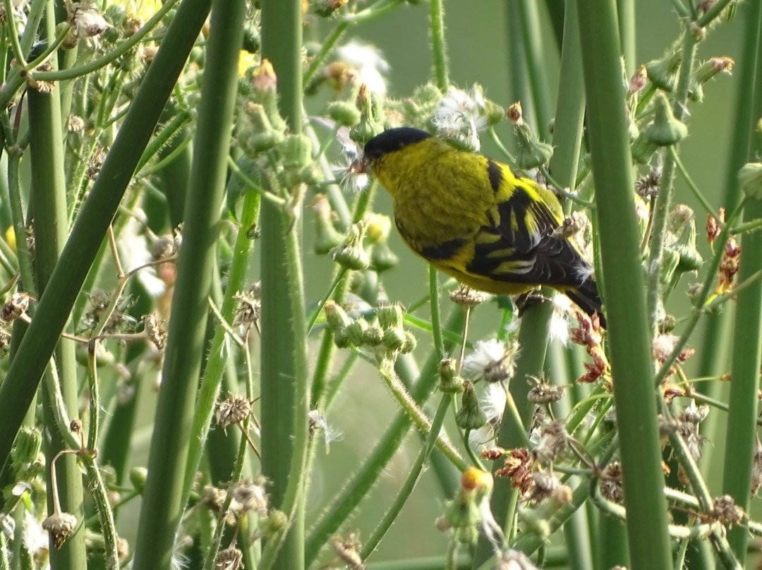 Humedal El Jaboque-波哥大必去景点