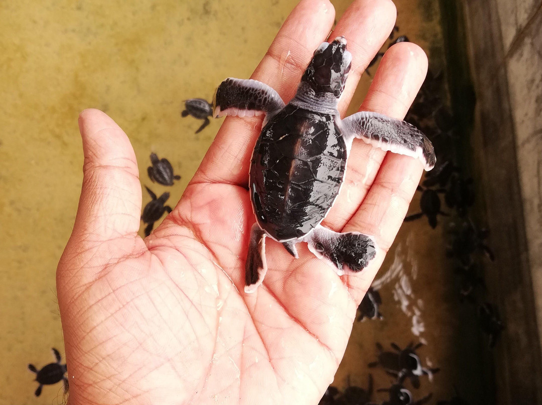 Hash One Ceylon Tours #1-科伦坡必去景点