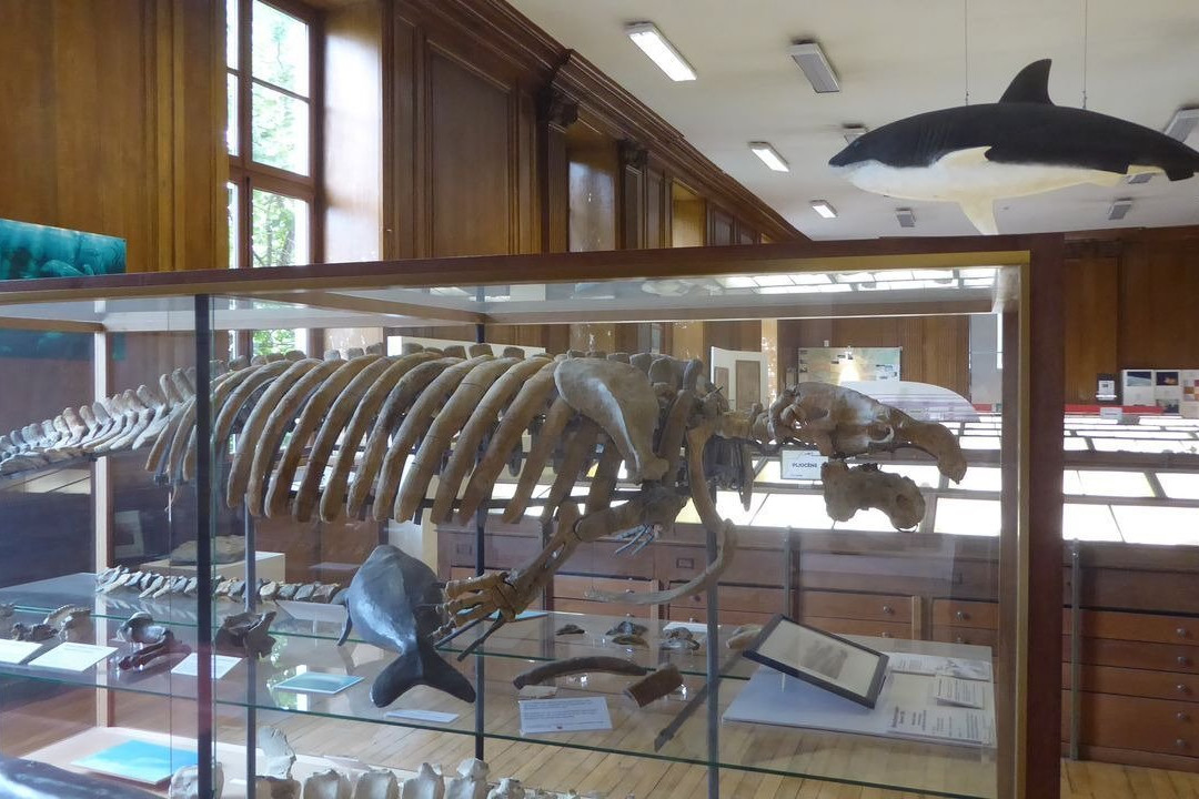 Museum des Sciences Naturelles景点图片