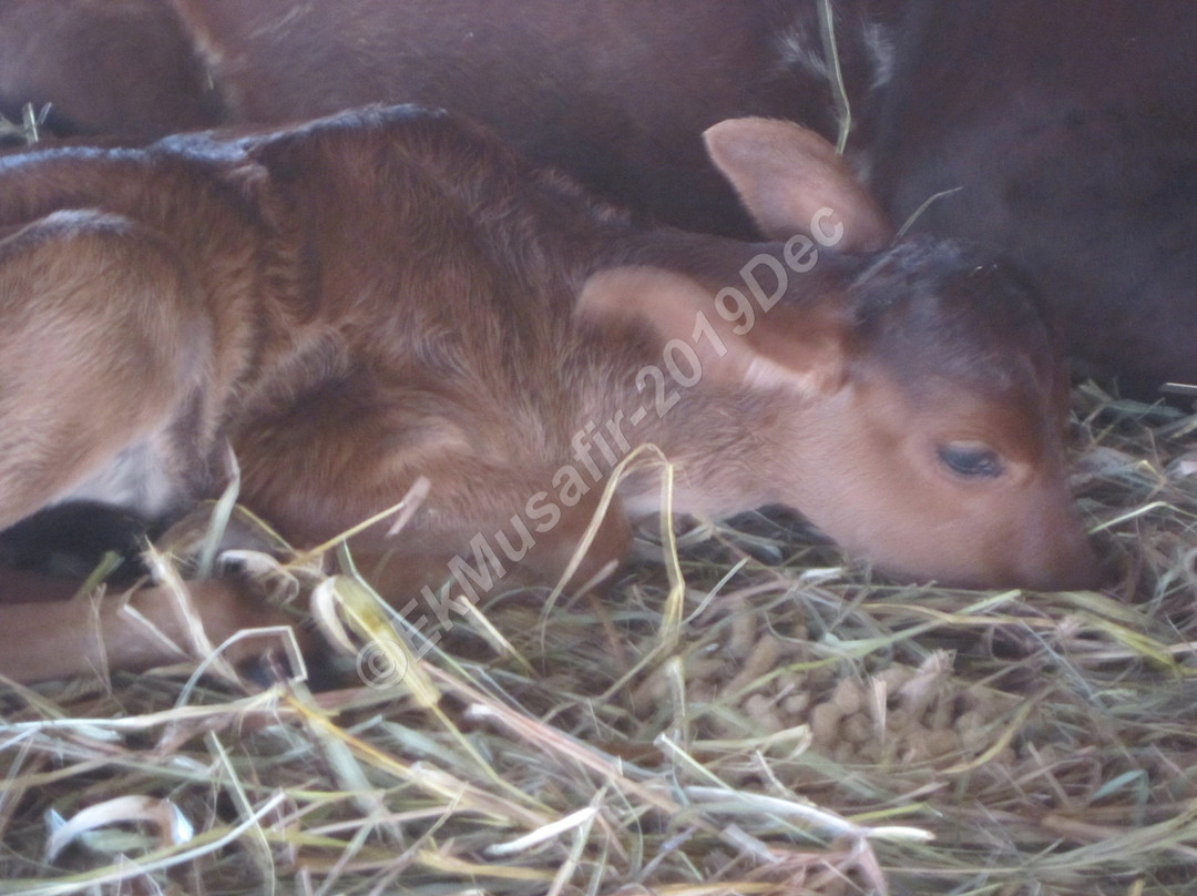 GouSwarga-Siddapur必去景点