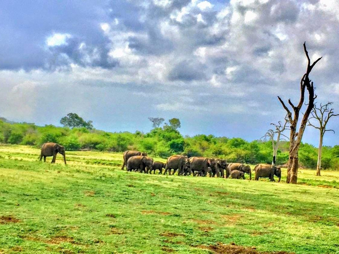 The Best Safari Experience in udawalawe景点图片