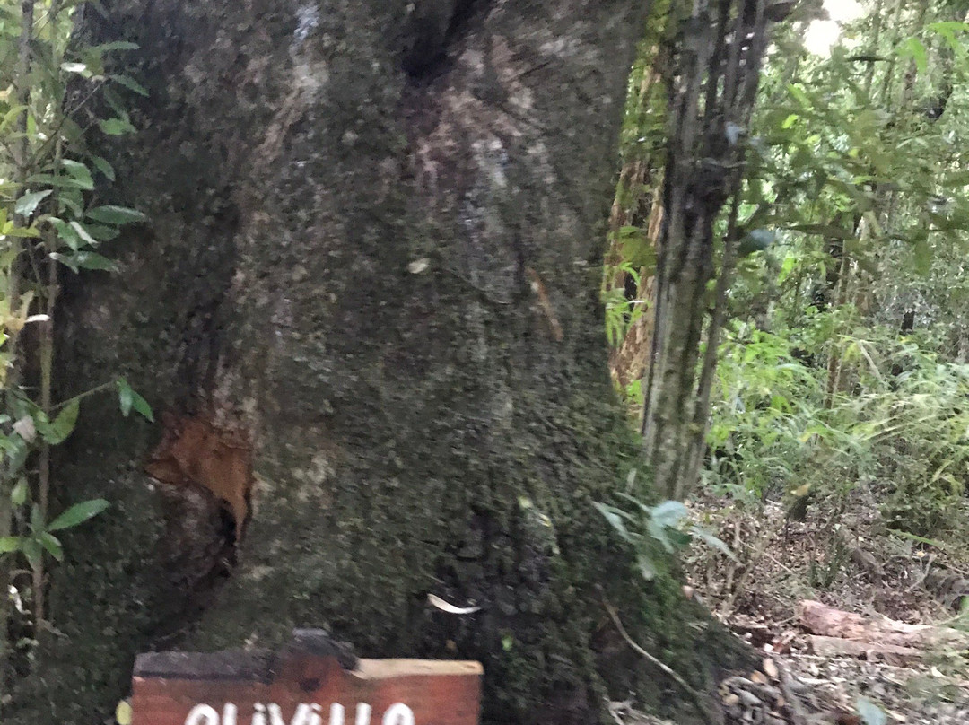 Reserva Forestal Edmundo Winkler-Frutillar必去景点