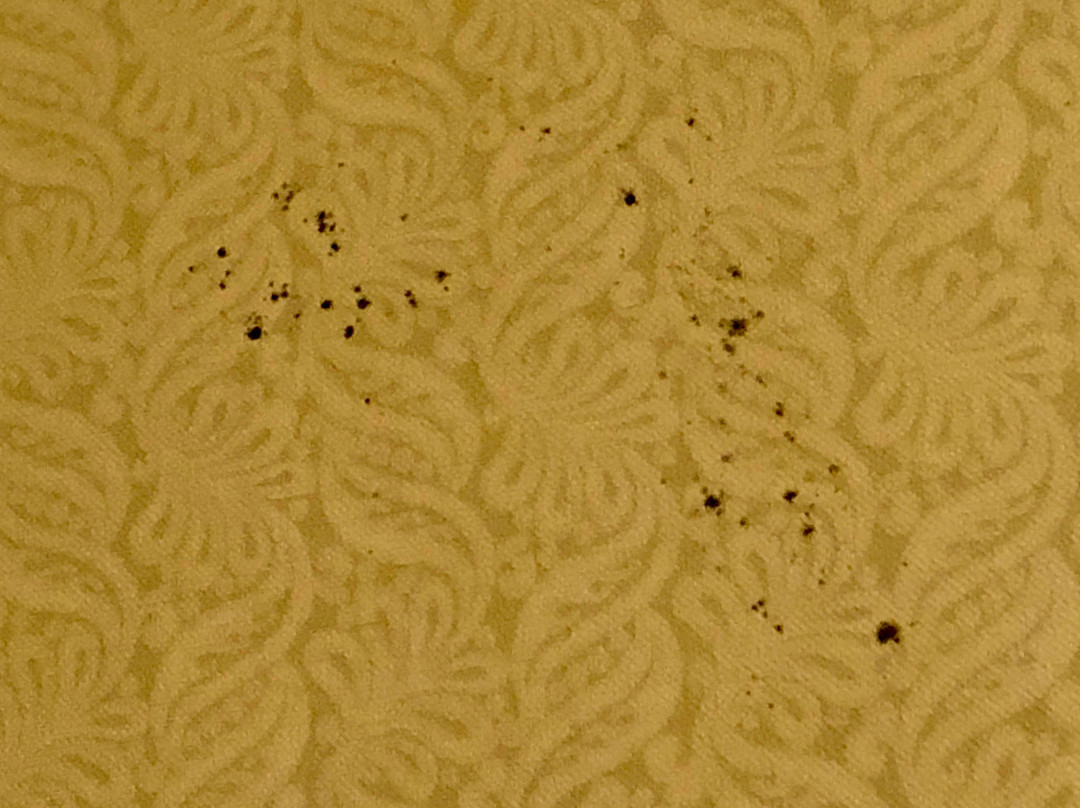 Homewood Suites By Hilton Jackson-ridgeland主图