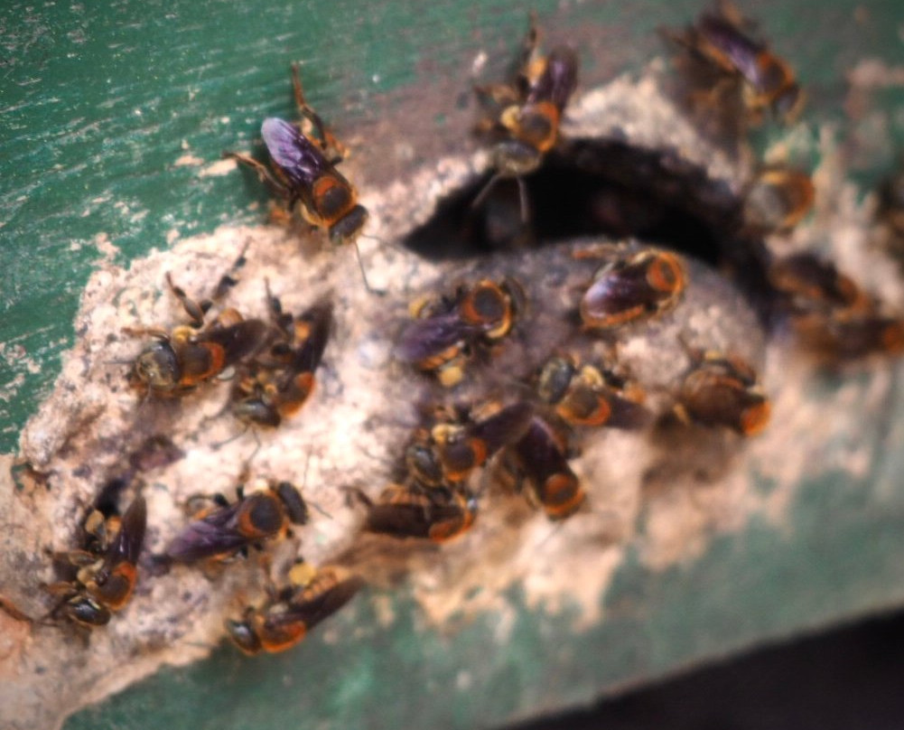 International Stingless Bee Centre-Cape Coast必去景点