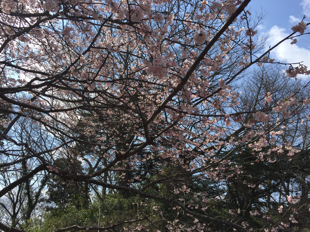 Sakura Castle Site Park景点图片